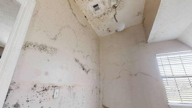 Best Airborne Mold Testing  in Petersburg, WV