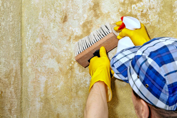 Best Black Mold Removal  in Petersburg, WV