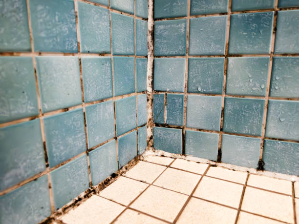 Best Commercial Mold Inspection  in Petersburg, WV
