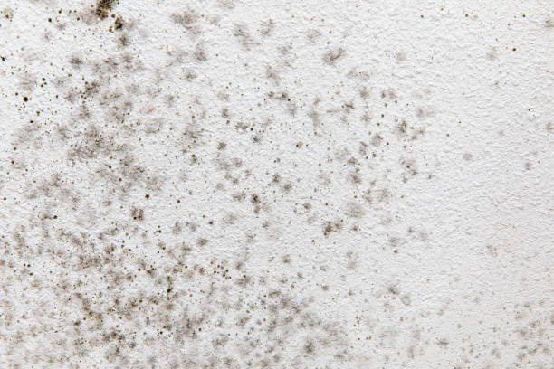 Best Mold Documentation for Insurance Claims  in Petersburg, WV