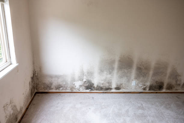 Best Mold-Related Health Consultation  in Petersburg, WV