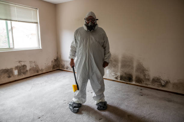 Best Mold Removal for HVAC Installations  in Petersburg, WV
