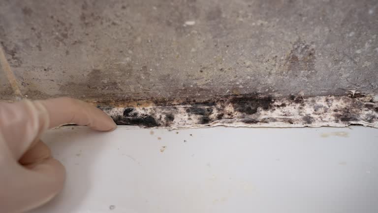 Best HVAC Mold Inspection and Cleaning  in Petersburg, WV